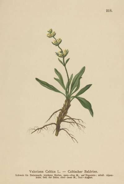 Nardo Celta (valeriana celta) de German School