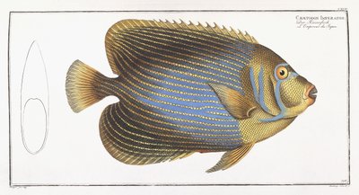 Imperador Chaetodon de German School