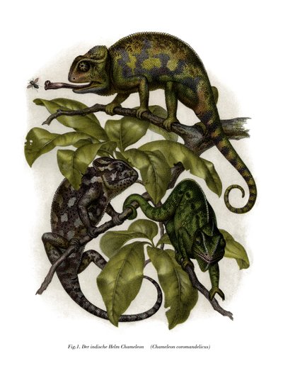 Camaleão (cor litho) de German School