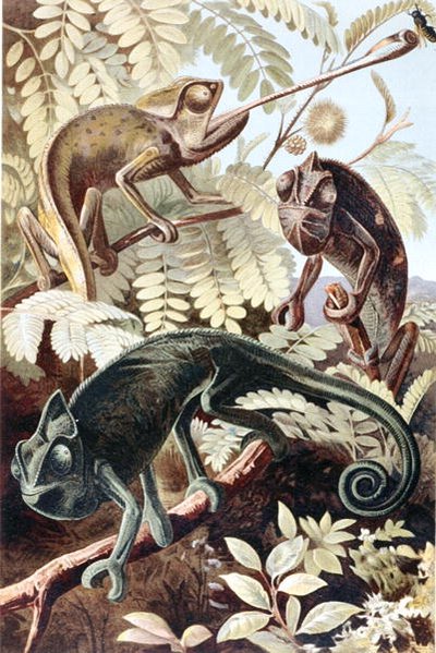 Camaleão, prato de "Brehms Tierleben": Allgemeine Kunde des Tierreichs", vol.7, p.171, publicado pelo Bibliographisches Institut de German School