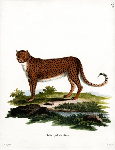 Chita (gravura colorida) de German School