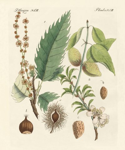 Castanhas e amêndoas de German School