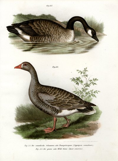 Ganso chinês, 1864 de German School