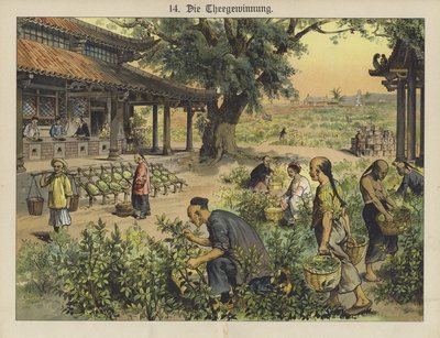 Plantação de chá chinês (cor litho) de German School