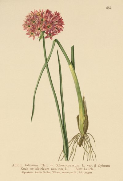 Cebolinha (Allium foliosum, Allium schoenoprasum var. Alpmum Allium et ai) de German School