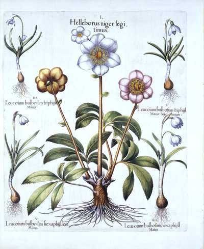 Variações de Rosa de Natal e Snowdrop, de Hortus Eystettensis, de Basil Besler (1561-1629), pub. 1613 (gravura colorida à mão) de German School