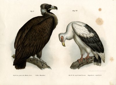 Abutre Cinereous, 1864 de German School