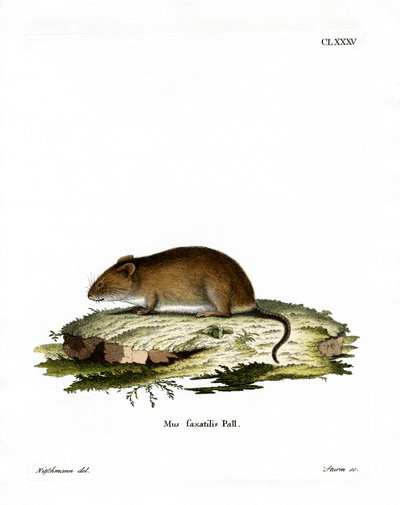 Cliff Mouse (gravação a cores) de German School