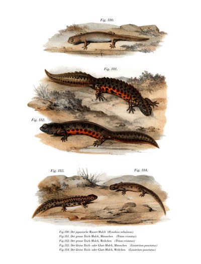 Salamandra Nublada (cor litho) de German School