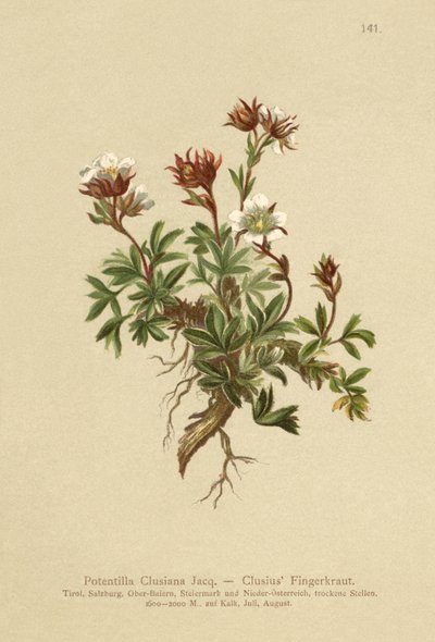 Clusius Cinquefoil (Potentilla Clusiana) de German School