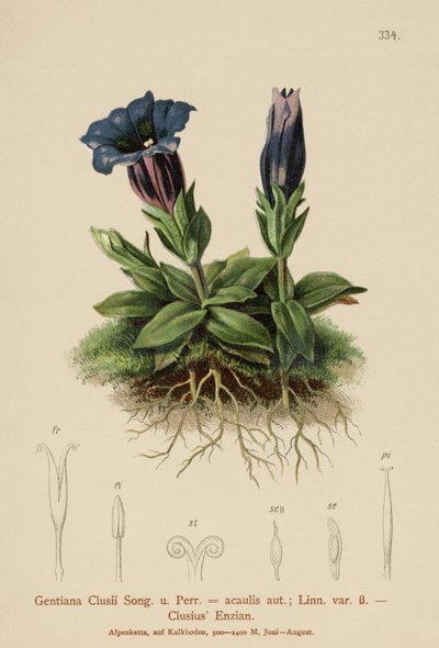 Roelvo genciana (Gentiana clusii, Geniiana acaulit) de German School
