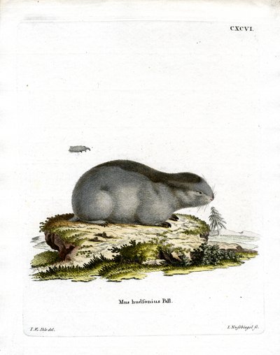 Lemming (gravação a cores) de German School
