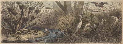 Colônia de aves aquáticas no rio Tisza na Hungria de German School