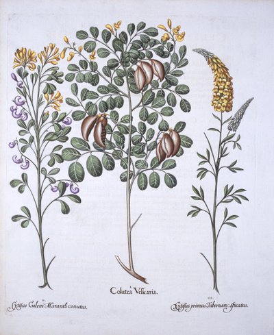 Colutea Tree e Cytisus Varieties, de Hortus Eystettensis, de Basil Besler (1561-1629), pub. 1613 (gravura colorida à mão) de German School
