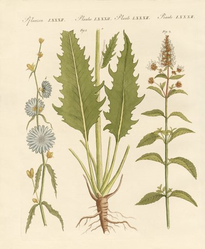 Plantas comerciais e médicas de German School