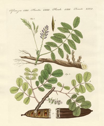 Plantas comerciais de German School