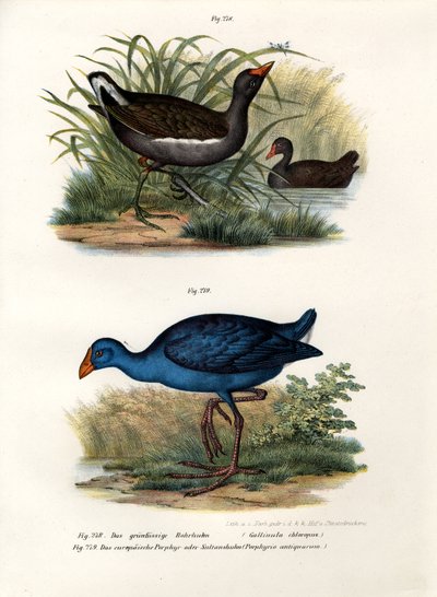 Galinha d&39;água comum, 1864 de German School