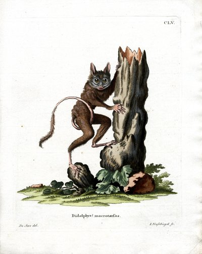 Rato Opossum Comum (gravação a cores) de German School