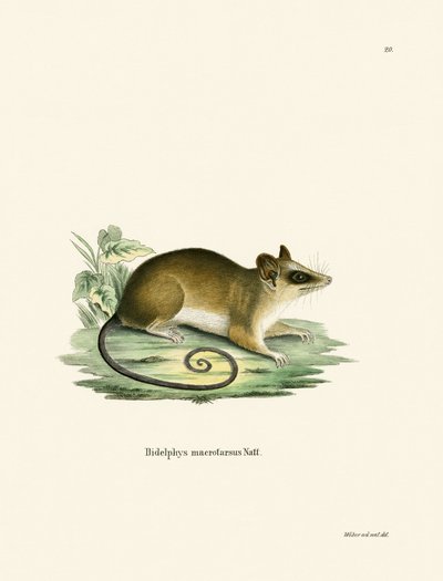Rato Opossum Comum (gravação a cores) de German School