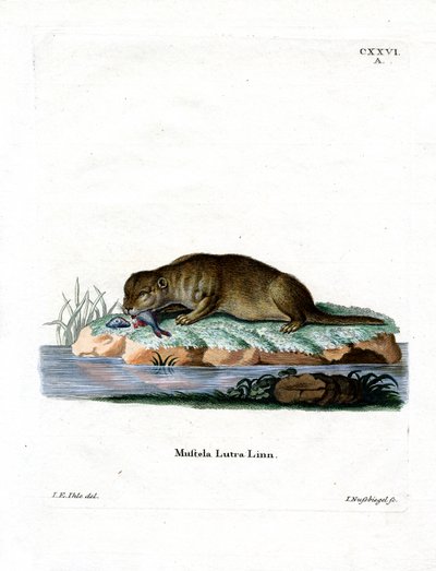 Lontra comum (gravura colorida) de German School