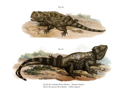 Common Spiny Agama (cor litho) de German School