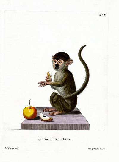 Macaco Esquilo Comum (gravura colorida) de German School