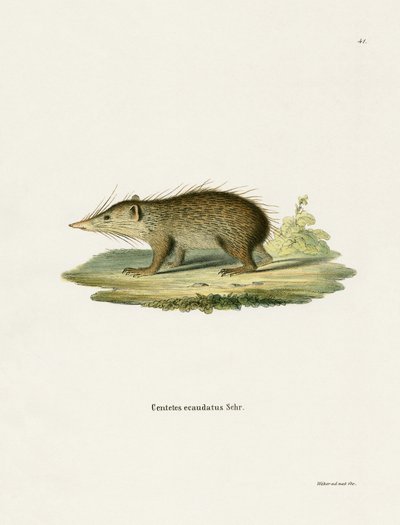 Common Tenrec (gravação a cores) de German School