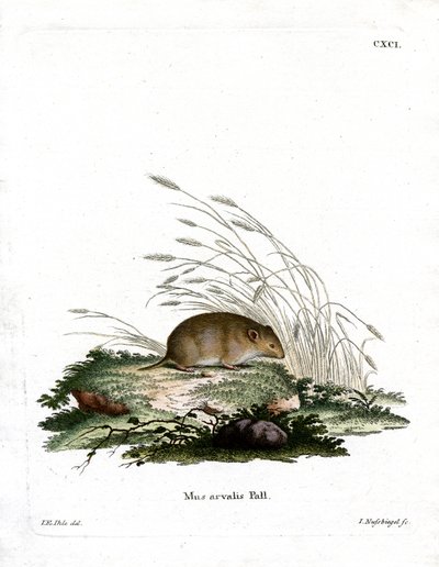 Vole comum (gravação a cores) de German School