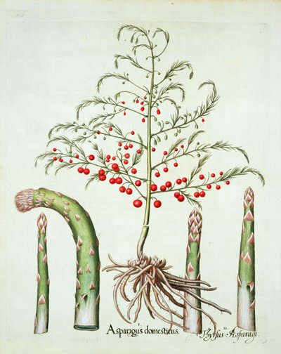 Espargos comuns em flores e frutos, do Hortus Eystettensis por Basil Besler (1561-1629), pub. 1613 (gravura colorida à mão) de German School