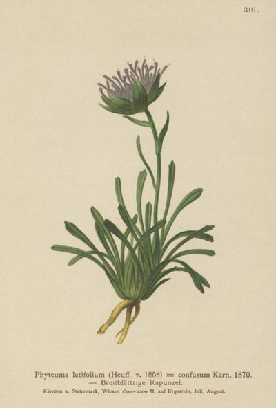 Confuso Rampion (Phyteuma misturado Phyteuma latifolium, Phyteuma ssp hemisférica. Confuso anão Phyteuma) de German School
