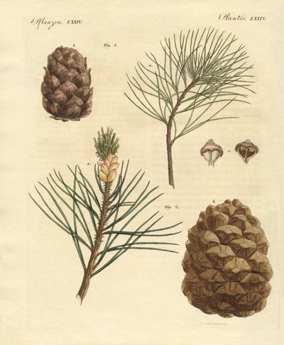 Madeiras de coníferas com frutos comestíveis de German School