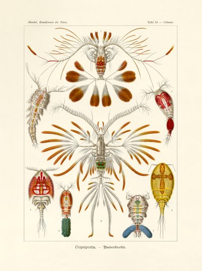 Copepoda, 1899-1904 de German School