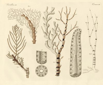 Pólipos de coral (gravação a cores) de German School