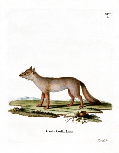 Raposa Corsac (gravação a cores) de German School