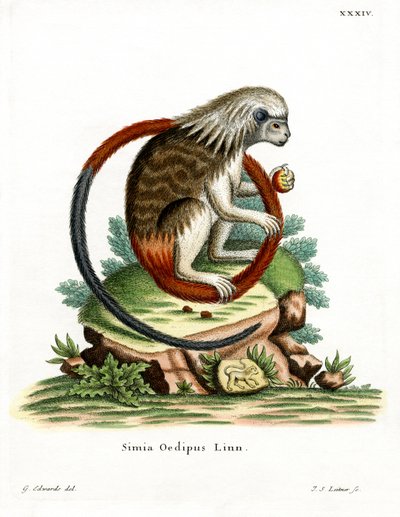 Tamarin de algodão (gravação a cores) de German School
