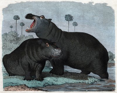 Um par de Hippotamus. Em "Wenn Jemand eine Reise thut, so kann erzahlen" (Quando alguém viaja, isto é o que ele pode dizer), conto alemão de Franz Wiedemann de German School