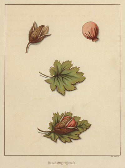 Artesanato (cor litho) de German School