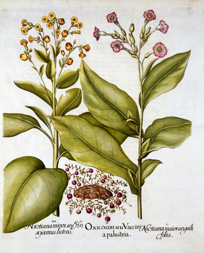 Cranberry and Flowering Tobacco, de Hortus Eystettensis, de Basil Besler (1561-1629), pub. 1613 (gravura colorida à mão) de German School