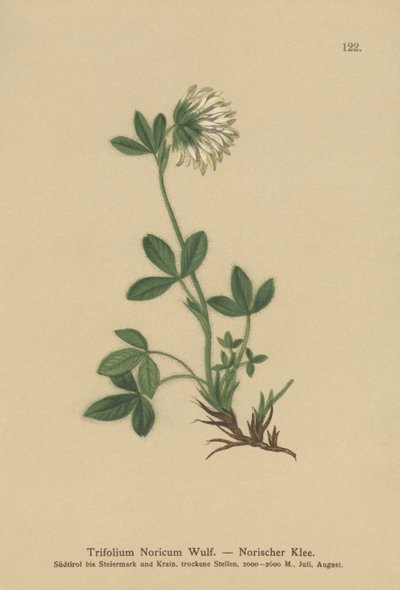 Trevo de creme (Trifolium Noricum) de German School