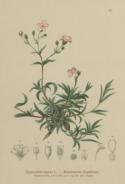 Rastejando Babys Breath (Gypsophila repens) de German School