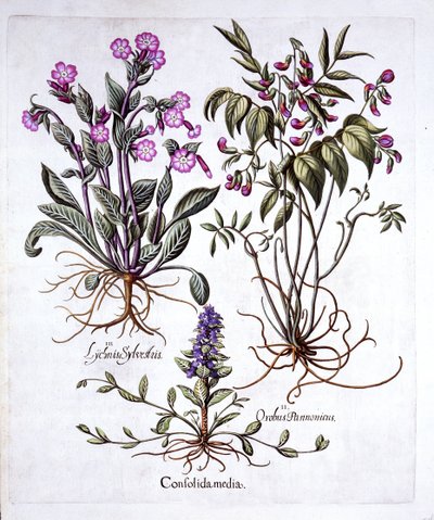 Bugle rastejante, ervilhaca e Red Campion, de Hortus Eystettensis, de Basil Besler (1561-1629), pub. 1613 (gravura colorida à mão) de German School