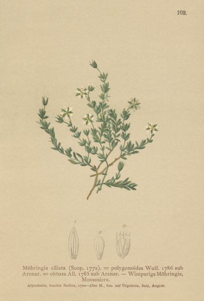 Sandwort de rastejamento (Moehringia ciliata, poligonoides de Moehringia, Arenaria obtusa) de German School