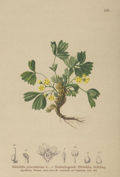 Sibbaldia Rastejante (Sibbaldia procumbens) de German School