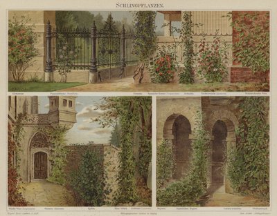 Plantas rastejantes e trepadeiras de German School