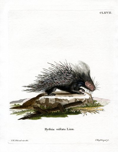 Porcupine Crested (gravação a cores) de German School