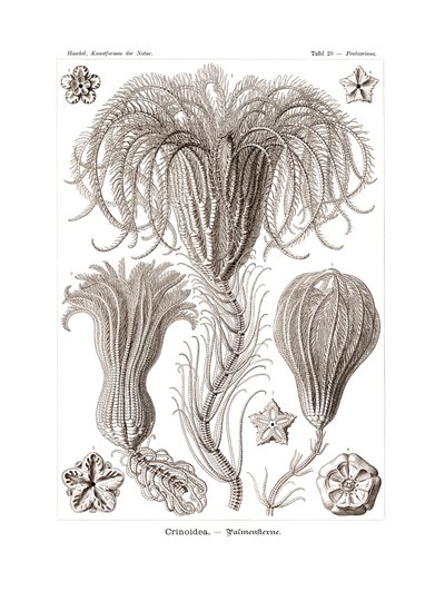 Crinoidea, 1899-1904 de German School