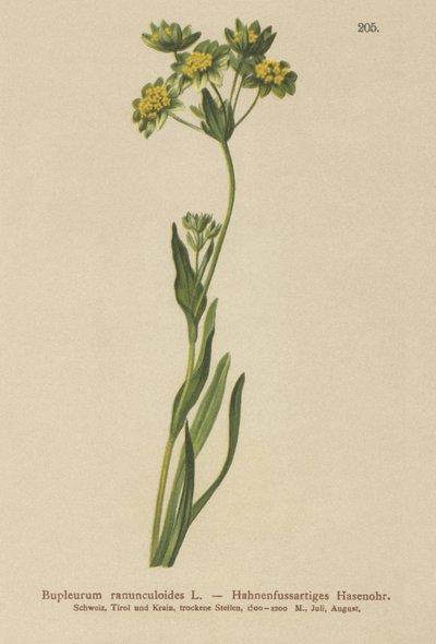 Orelha de Lebres com Aranhas (Bupleurum ranunculoides) de German School