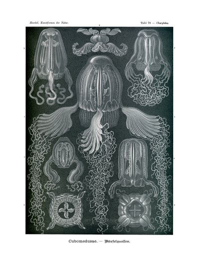 Chirodropida, 1899-1904 de German School