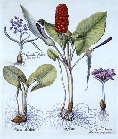 Cuckoo Pint, Açafrão-da-Primavera, Star Hyacinth, de Hortus Eystettensis, de Basil Besler (1561-1629), pub. 1613 (gravura colorida à mão) de German School