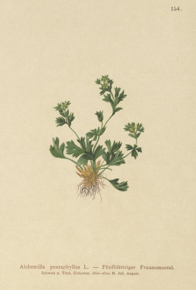 Cortar Leaved Ladys Mantle (Alchemilla pentaphyllea) de German School